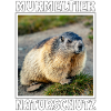 MURMELTIER NATURSCHUTZ