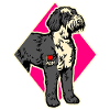 Bernedoodle Dogs