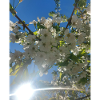 Kirschblüten