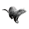 Otter