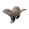 Otter