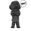 Schnoodle Chien