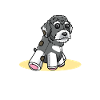 Schnoodle Hund
