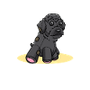 Schnoodle Hund