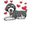 Schnoodle Chien