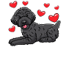 Schnoodle Chien