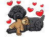 Schnoodle dog with cuddly toy