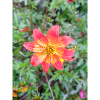 Bidens triplinervia Dreinerviger Zweizahn