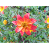 Bidens triplinervia Dreinerviger Zweizahn