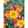 Bidens triplinervia Dreinerviger Zweizahn