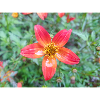 Bidens triplinervia Dreinerviger Zweizahn