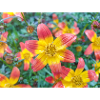 Bidens triplinervia Dreinerviger Zweizahn