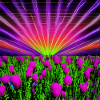 Psychedelic Sun Lowers