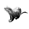 Otter