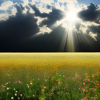 Sunny meadow with fluffy clouds
