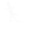 Lizard