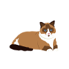 ragdoll