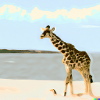 Giraffe am Strand