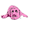 Labrador