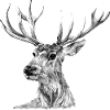 Hirsch