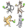 Cat plays pickleball