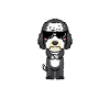 Stolzer Sheepadoodle Papa