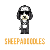 Sheepadoodle Hund