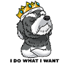 Schnoodle dog with crown