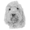Bichon Havanaise
