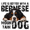 Berner Sennenhund