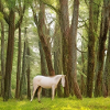 Pferd in der Natur