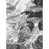 Ivy Natural Plants Forest