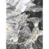 ivy nature plants forest