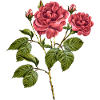 Fleur