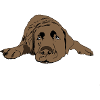Labrador