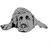 Labrador