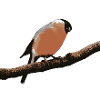Bouvreuil mignon