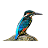 Kingfisher