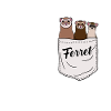 Ferret