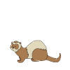 Ferret