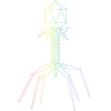 Phages