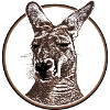 Kangaroo head