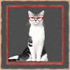 Cute cat Abigail with glasses