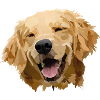 Cute Dog