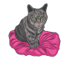 Grey tiger cat cat owner