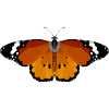 Little Monarch