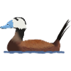 White-headed duck