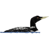 White-billed loon