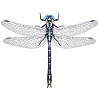 Graslin's Clubtail