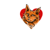 I Love coon cat